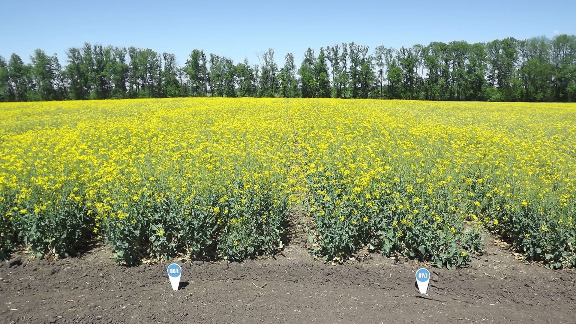 Кваліфікаційна експертиза