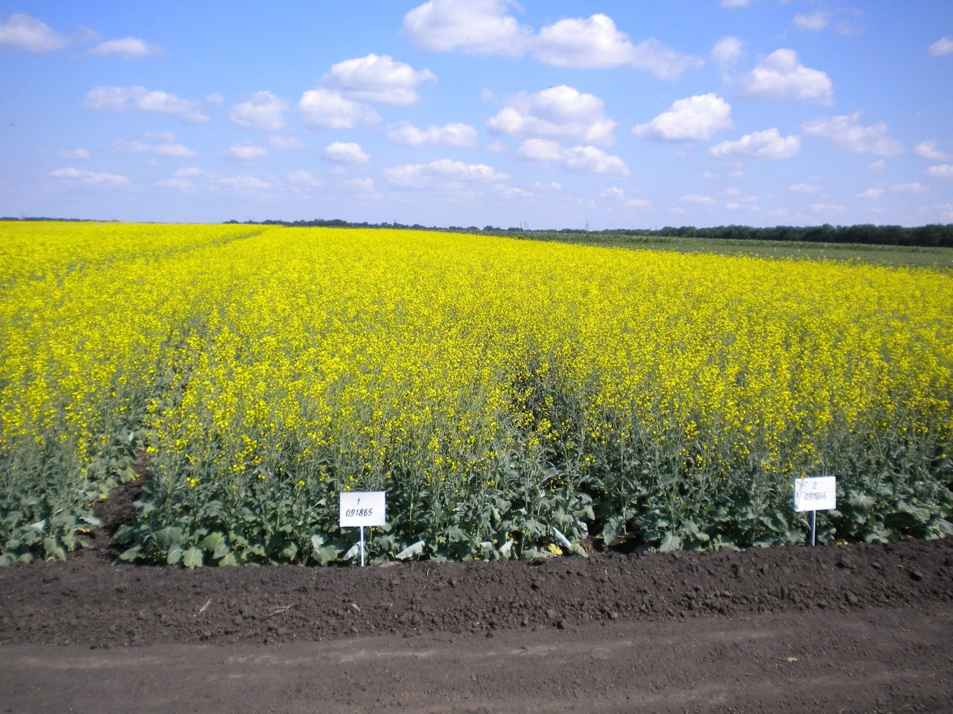 Кваліфікаційна експертиза