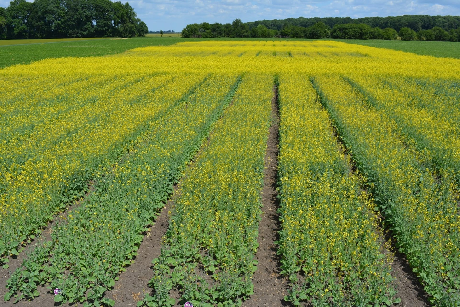 Кваліфікаційна експертиза