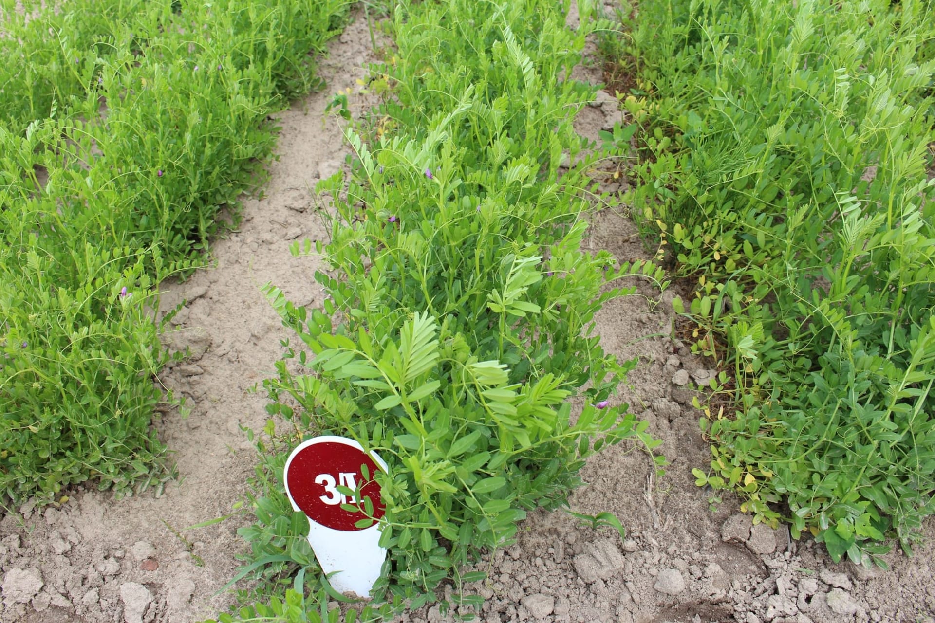 Кваліфікаційна експертиза