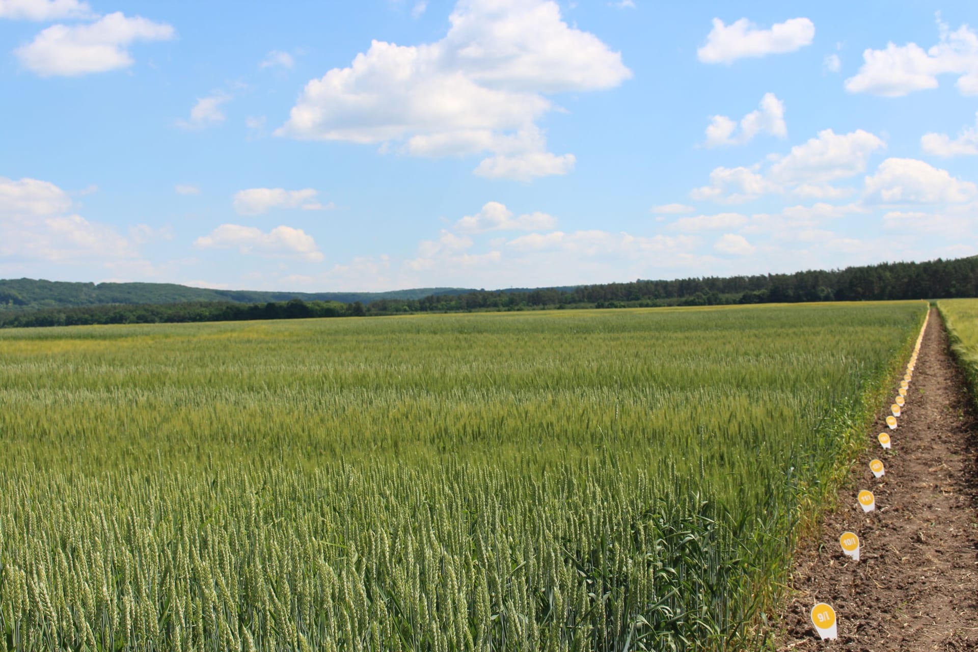 Кваліфікаційна експертиза