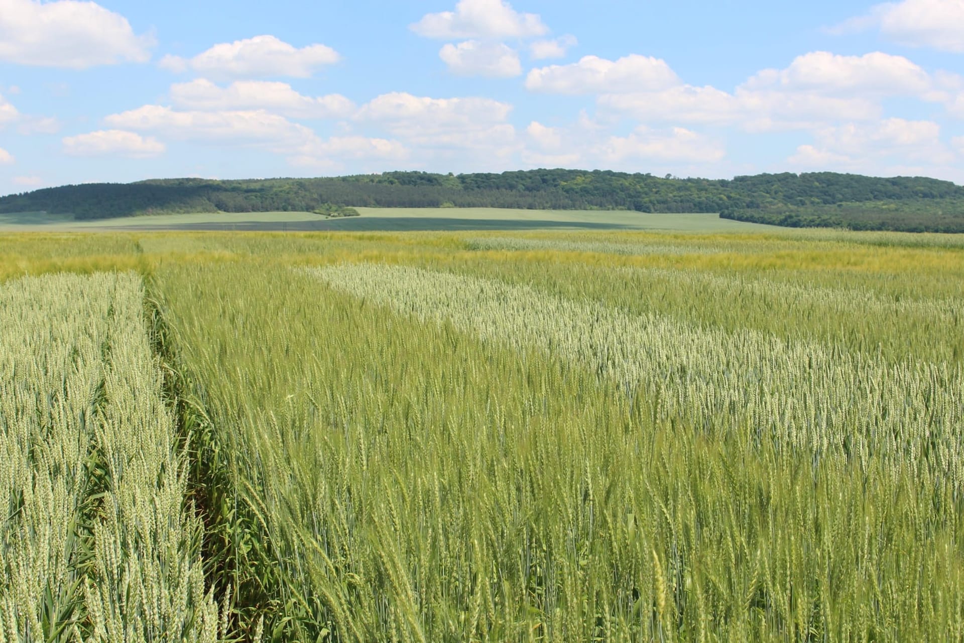 Кваліфікаційна експертиза