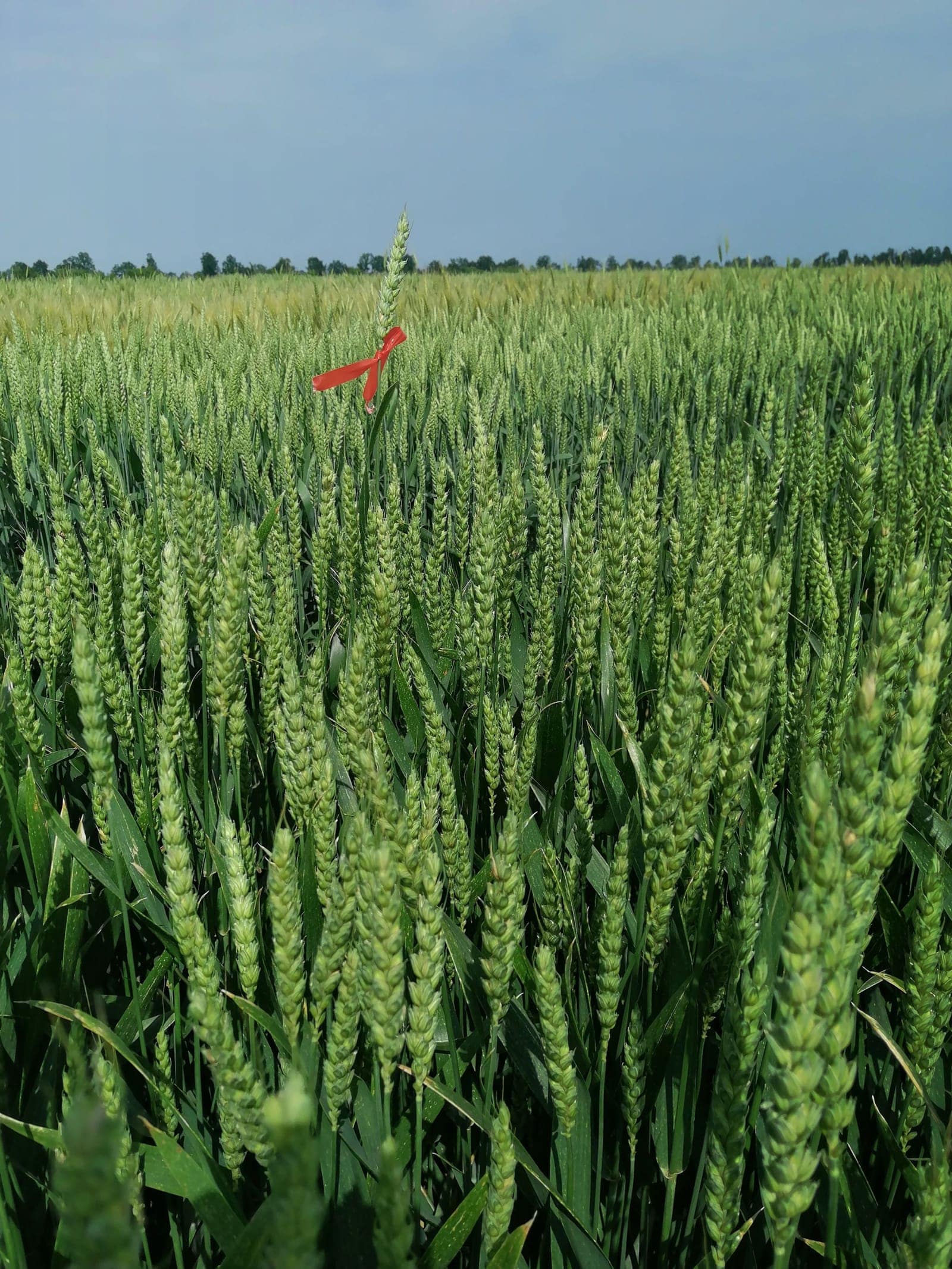 Кваліфікаційна експертиза