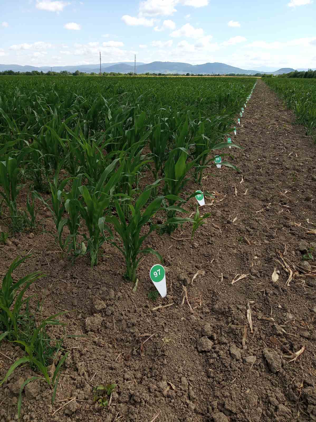 Кваліфікаційна експертиза