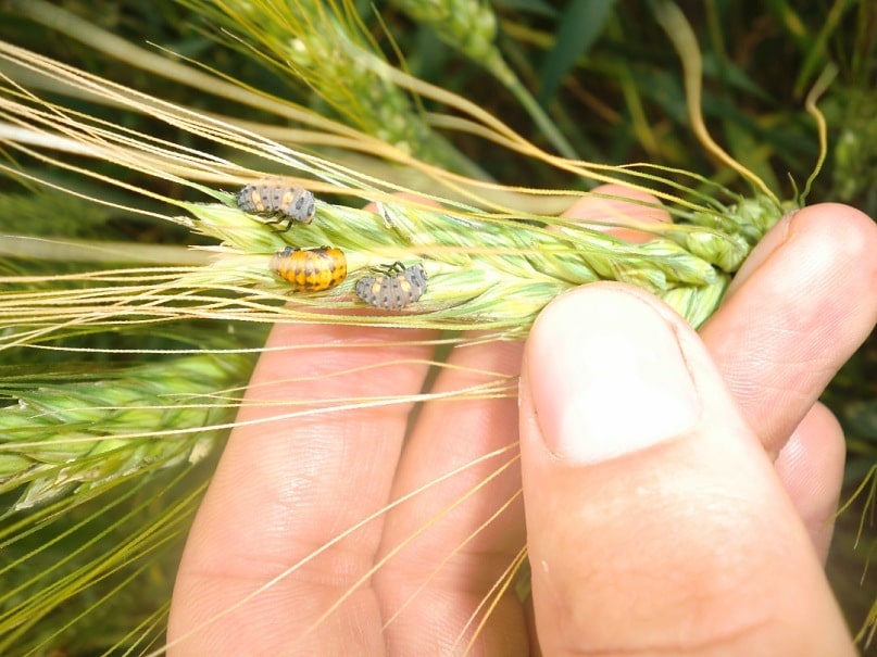Кваліфікаційна експертиза