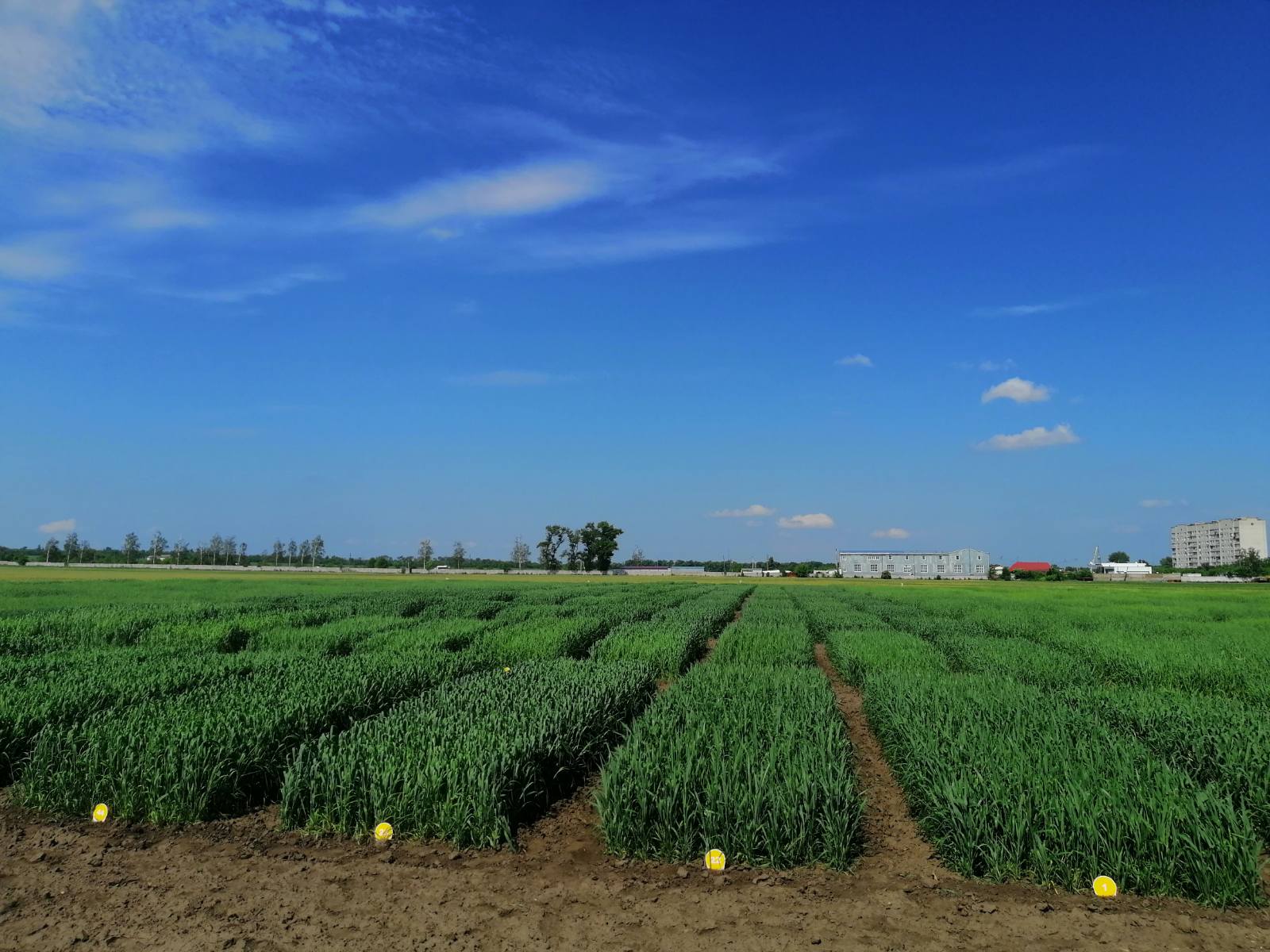 Кваліфікаційна експертиза