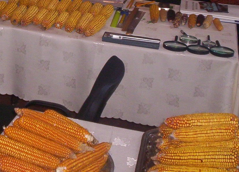 Кваліфікаційна експертиза