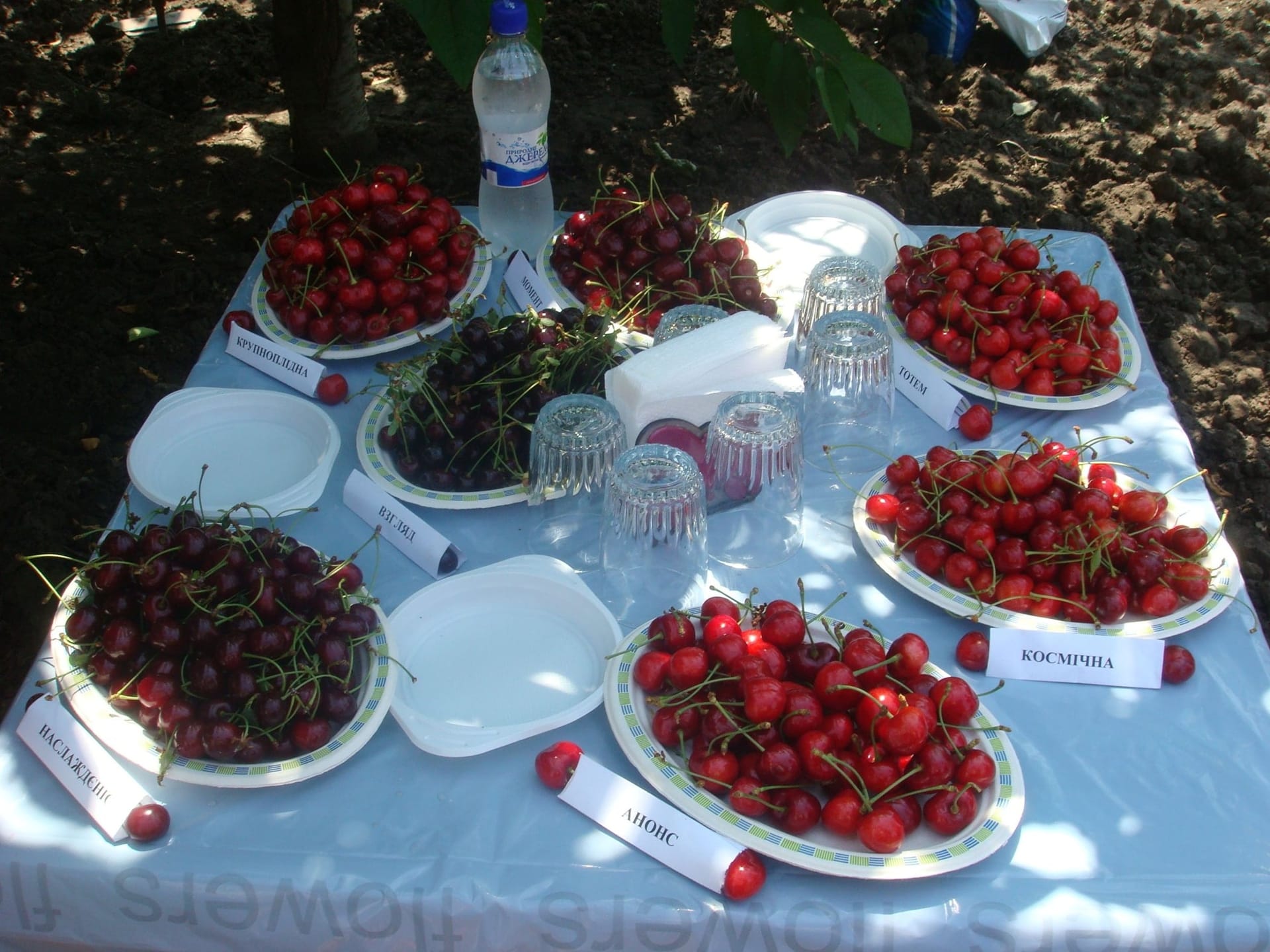 Кваліфікаційна експертиза