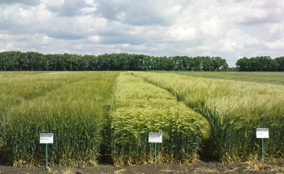 Кваліфікаційна експертиза