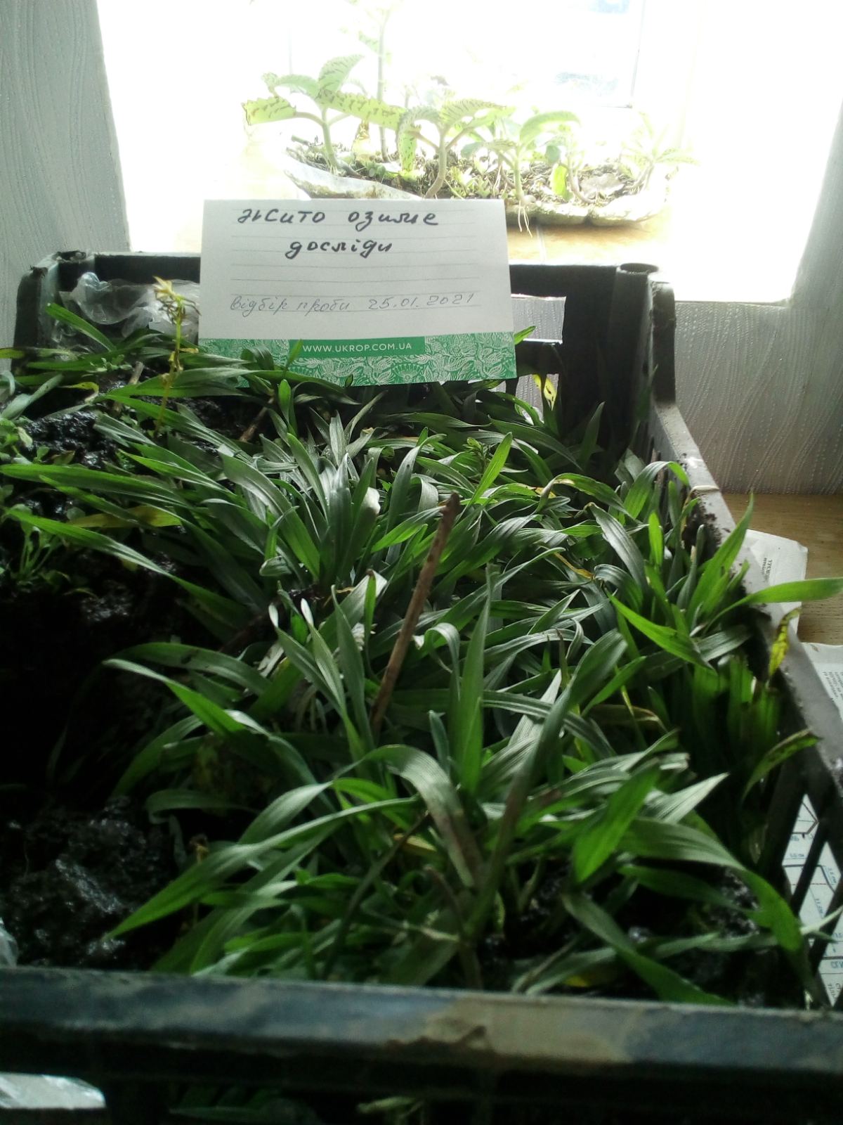 Кваліфікаційна експертиза