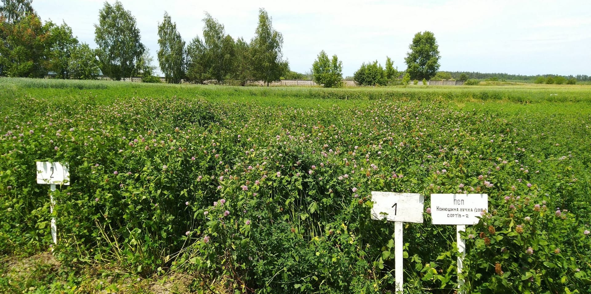 Кваліфікаційна експертиза