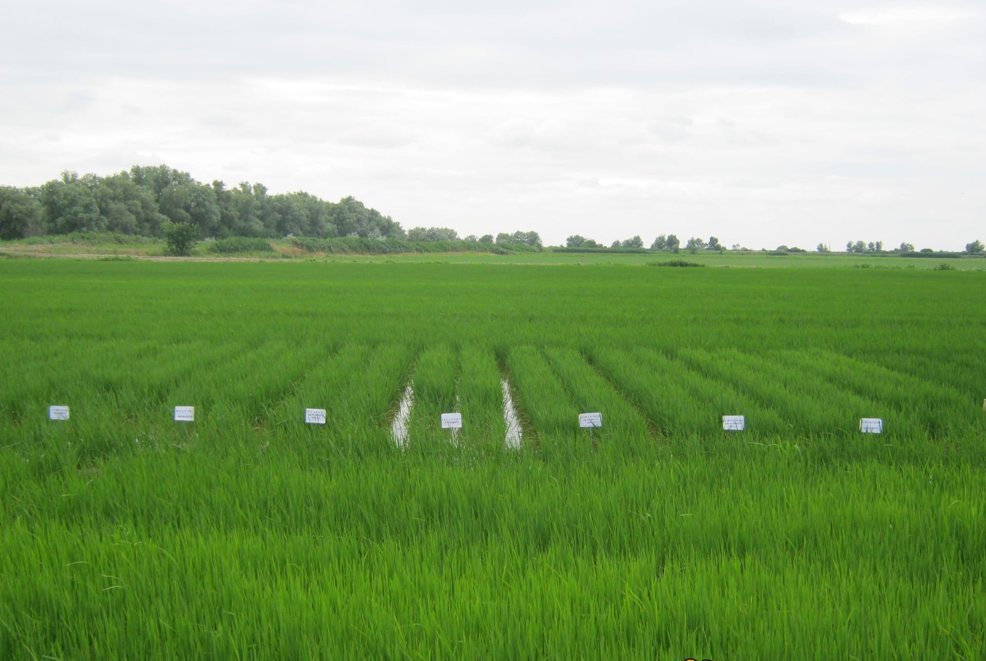 Кваліфікаційна експертиза