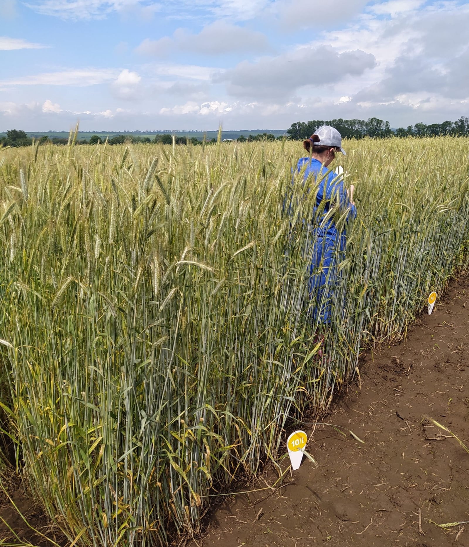 Кваліфікаційна експертиза