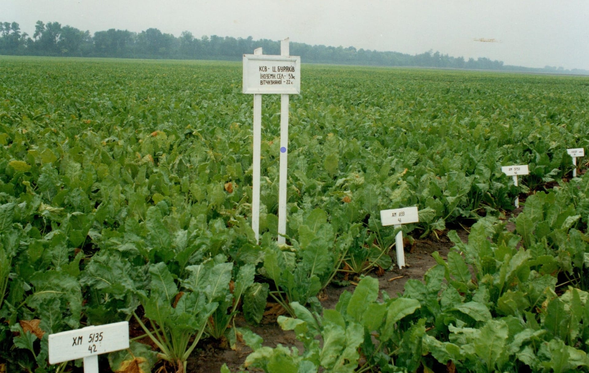 Кваліфікаційна експертиза