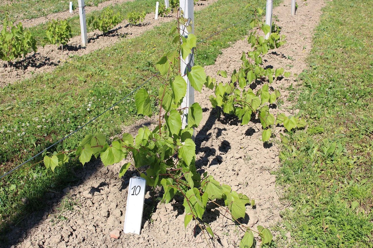 Сорти рослин