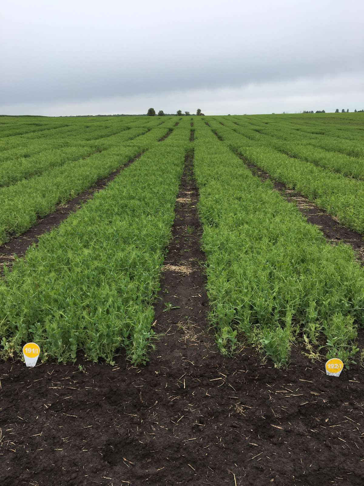 Сорти рослин