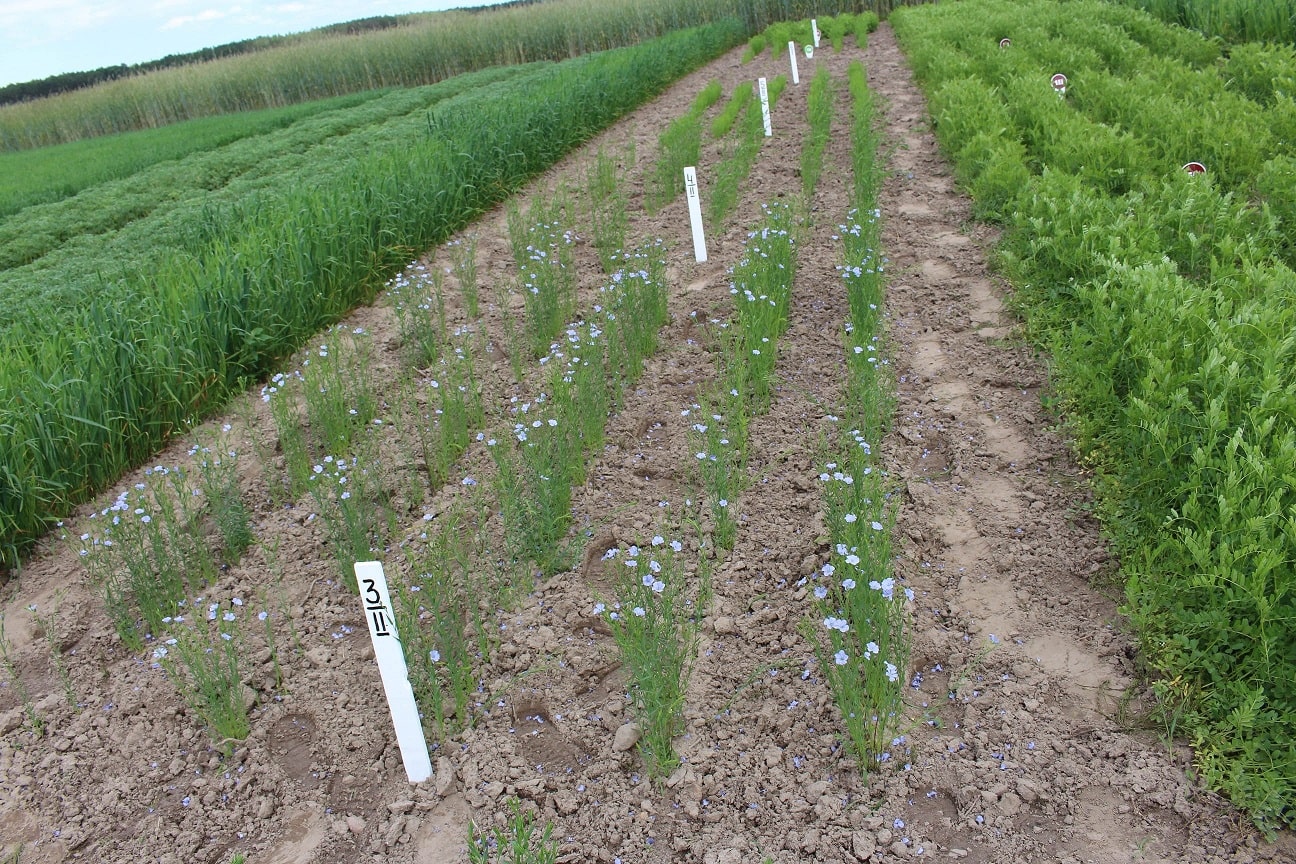 Сорти рослин