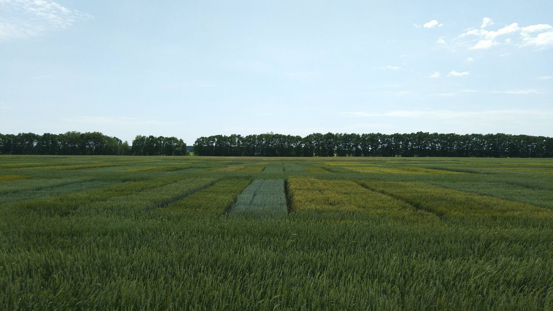 Сорти рослин