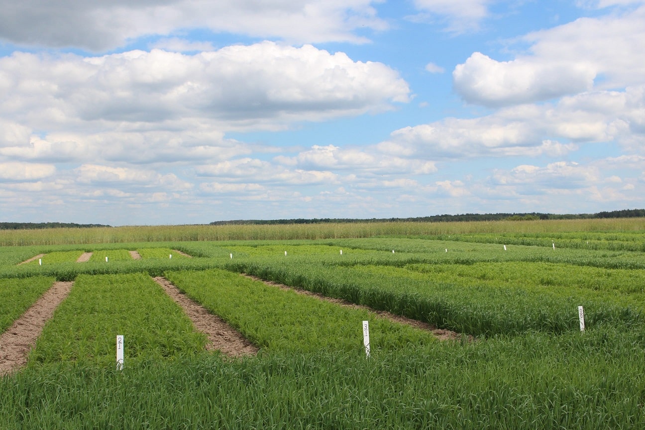 Сорти рослин