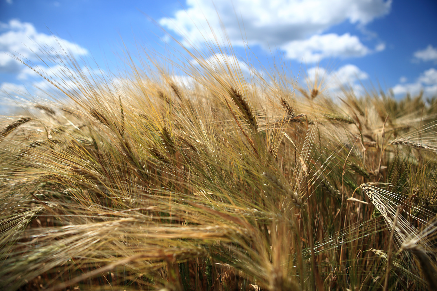 Сорти рослин