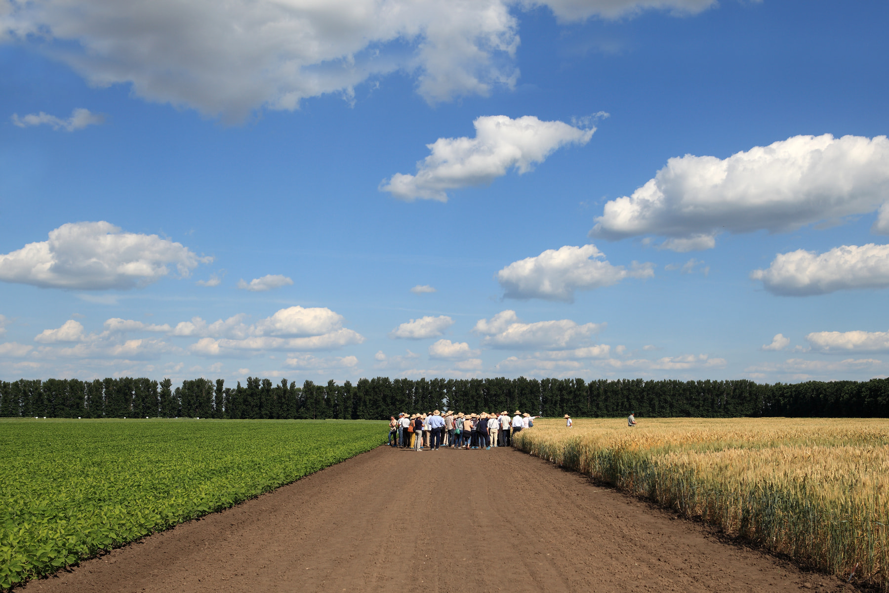 Сорти рослин