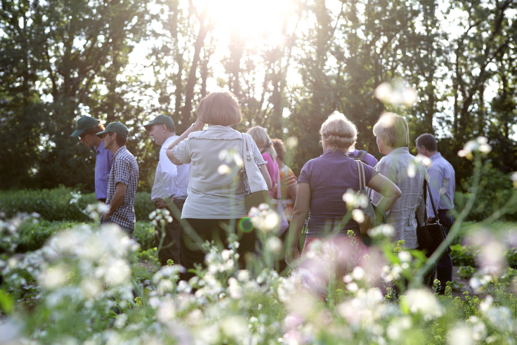 Сорти рослин