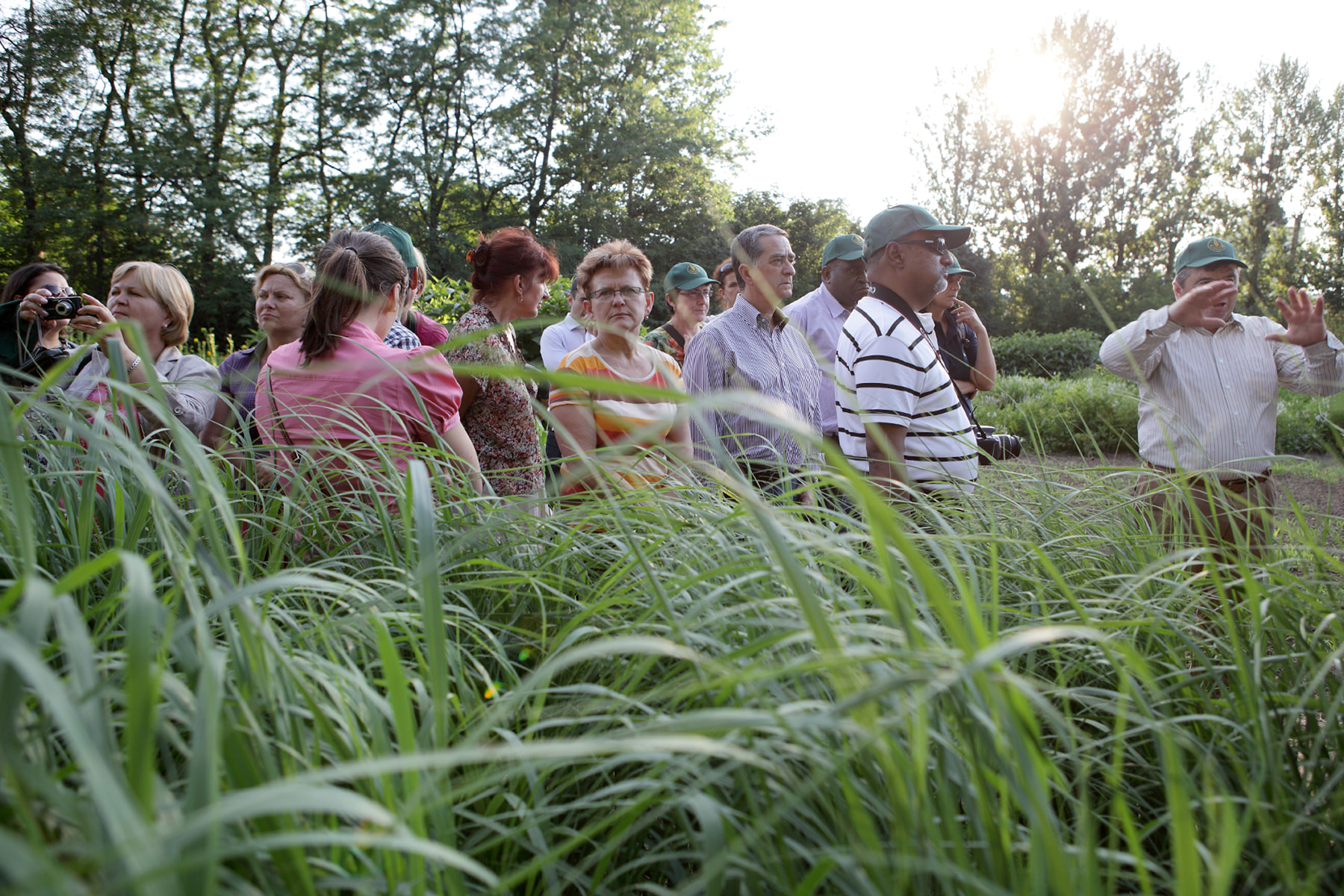 Сорти рослин